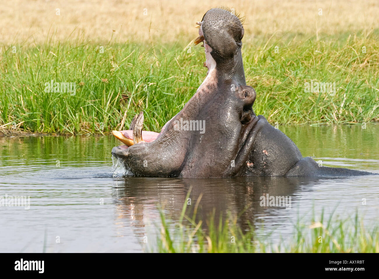 Hippo (Hippopotamus amphibius) with a open mouth, Moremi Nationalpark, Moremi Wildlife Reserve, Okavango Delta, Botswana, Africa Stock Photo