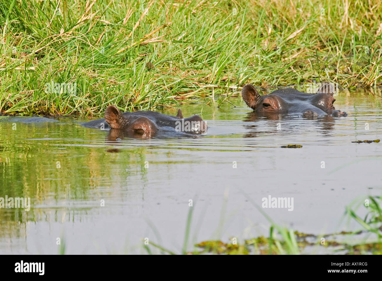 Hippos (Hippopotamus amphibius) in a pool, Moremi Nationalpark, Moremi Wildlife Reserve, Okavango Delta, Botswana, Africa Stock Photo