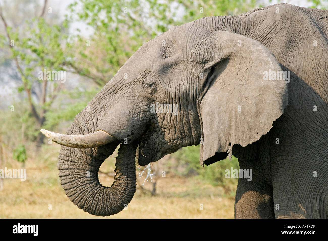 African Elephant (Loxodonta africana) drinks water, Moremi Nationalpark, Moremi Wildlife Reserve, Okavango Delta, Botswana, Afr Stock Photo
