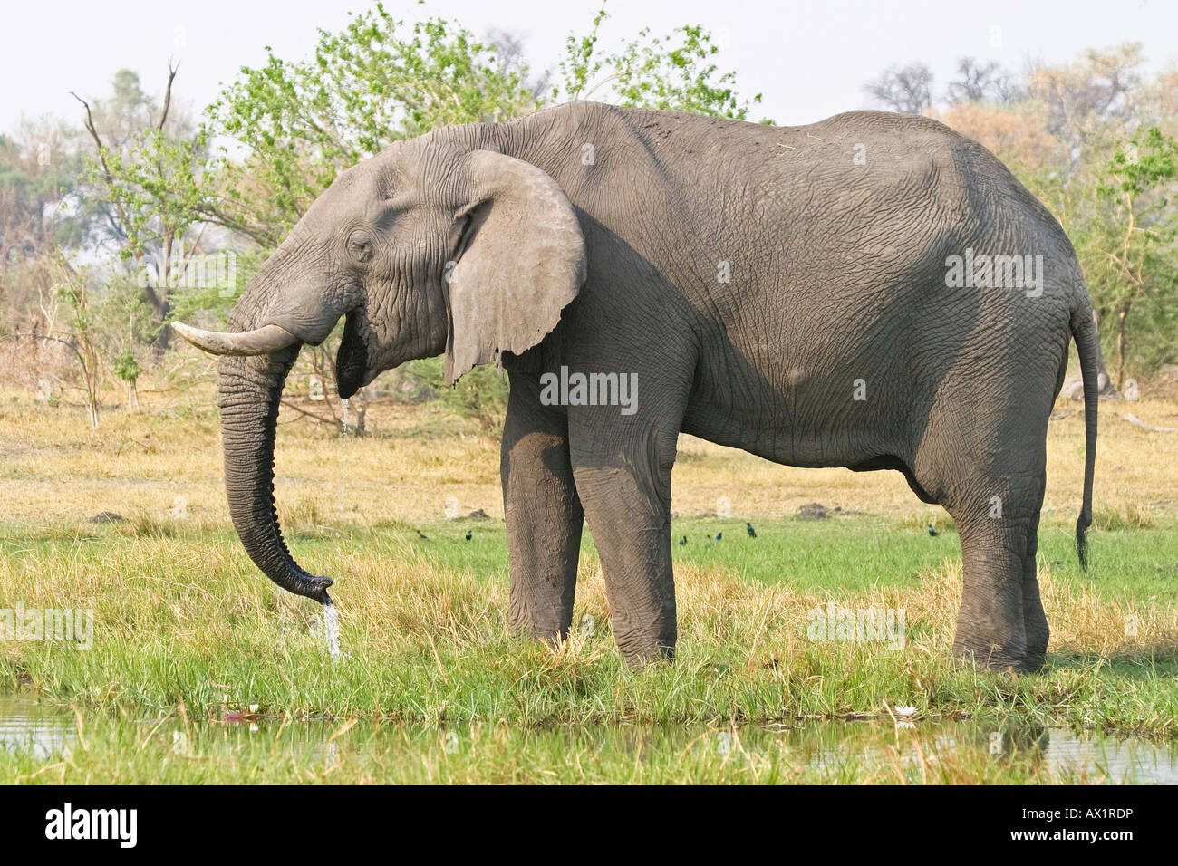 African Elephant (Loxodonta africana) drinks water, Moremi Nationalpark, Moremi Wildlife Reserve, Okavango Delta, Botswana, Afr Stock Photo