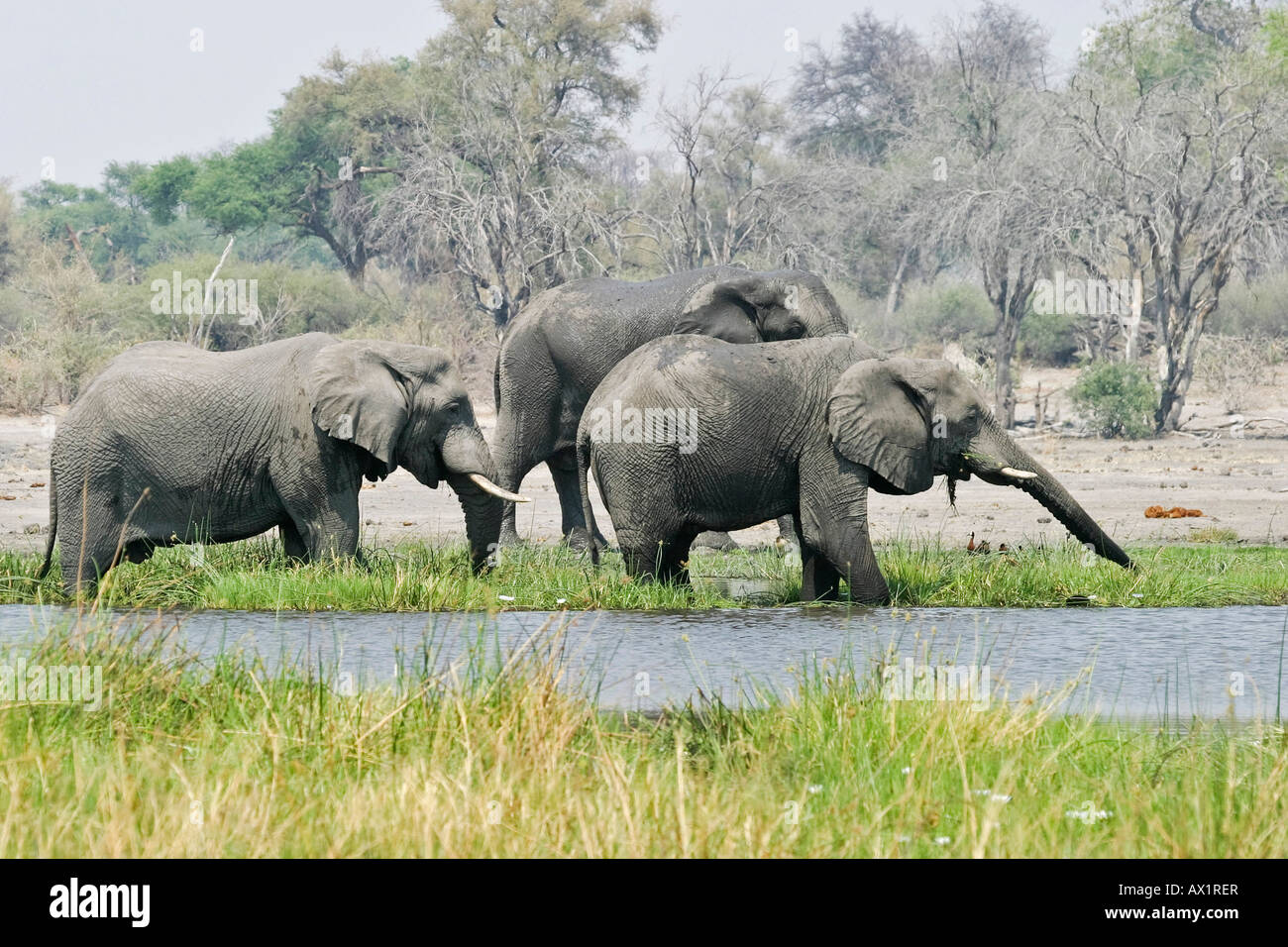 African Elephants (Loxodonta africana) eat and drink, Moremi Nationalpark, Moremi Wildlife Reserve, Khwai River, Okavango Delta Stock Photo