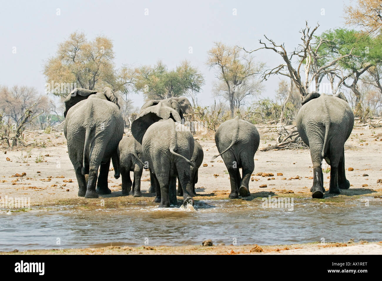 African Elephants (Loxodonta africana) leave the waterhole, Moremi Nationalpark, Moremi Wildlife Reserve, Khwai River, Okavango Stock Photo