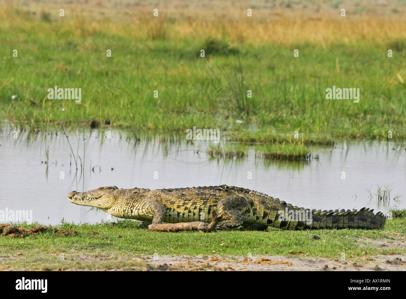Nile crocodile (Crocodylus niloticus), Moremi Nationalpark, Moremi Wildlife Reserve, Okavango Delta, Botswana, Africa Stock Photo