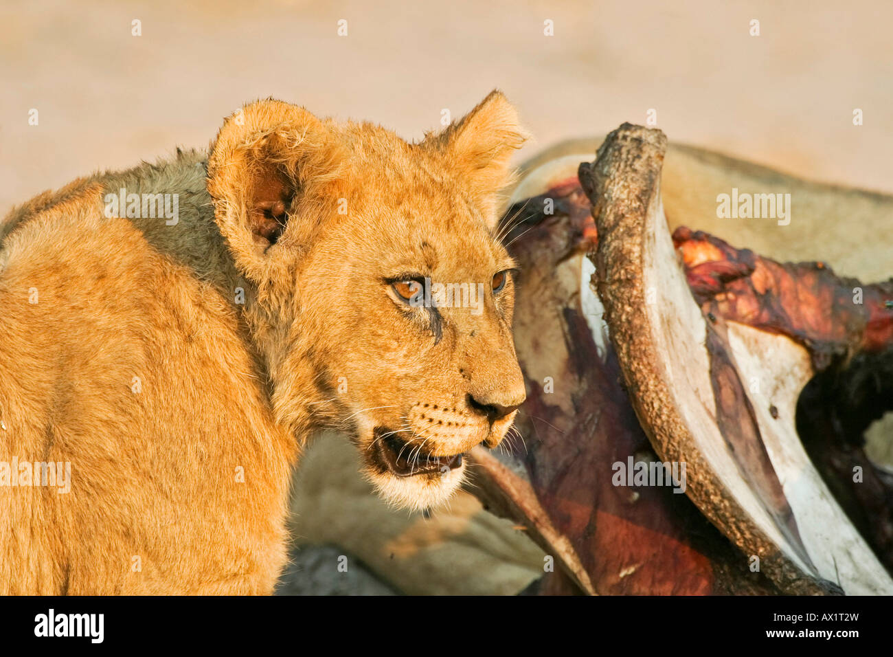Lion cup (Panthera leo) at a captured elephant, Savuti, Chobe national park, Botswana, Africa Stock Photo