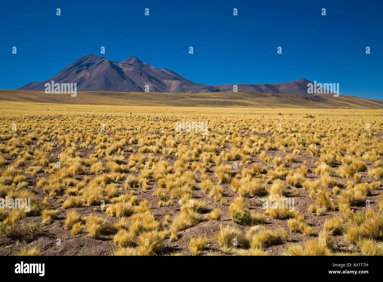 Desert landscape with mountains Cerro Miscanti and Cerro Meniques, Chile, South America Stock Photo