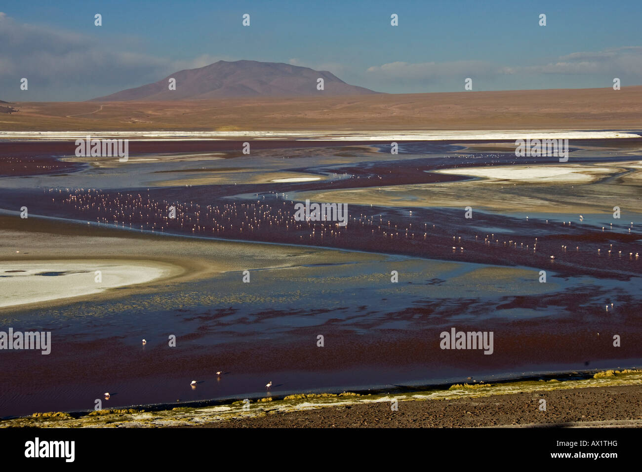Flamingos (Phoenicoparrus) at lagoon Laguna Colorada, Altiplano, Bolivia, South America Stock Photo