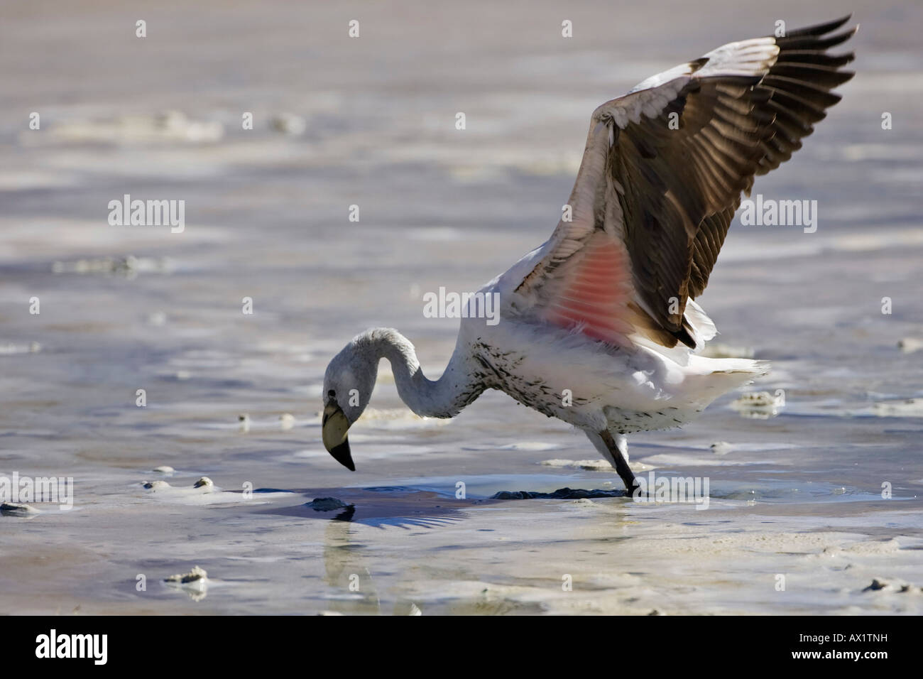 Flamingo (Phoenicoparrus), Altiplano, Bolivia, South America Stock Photo