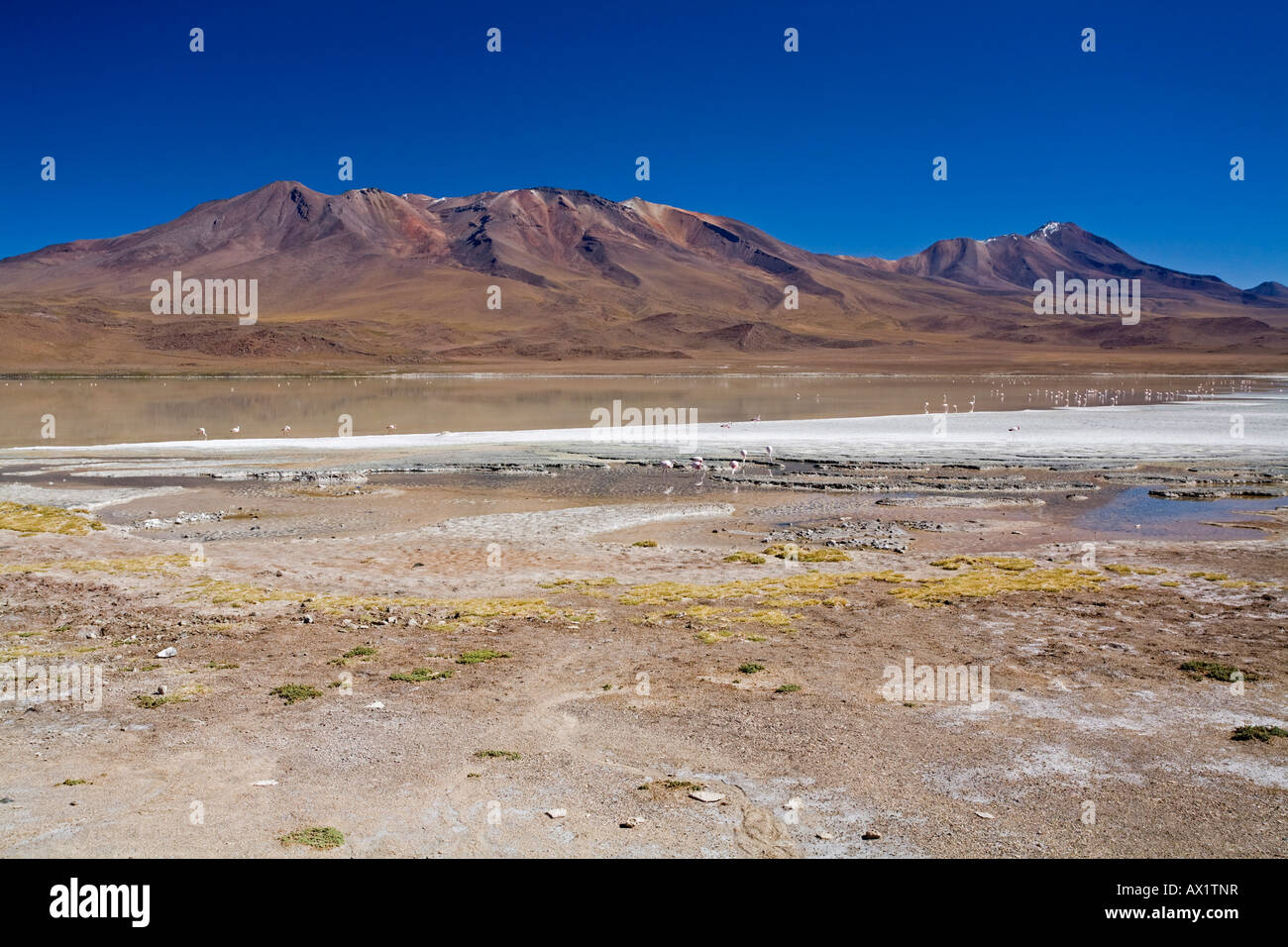 Lagoon with a lot of flamingos, Altiplano, Bolivia, South America Stock Photo