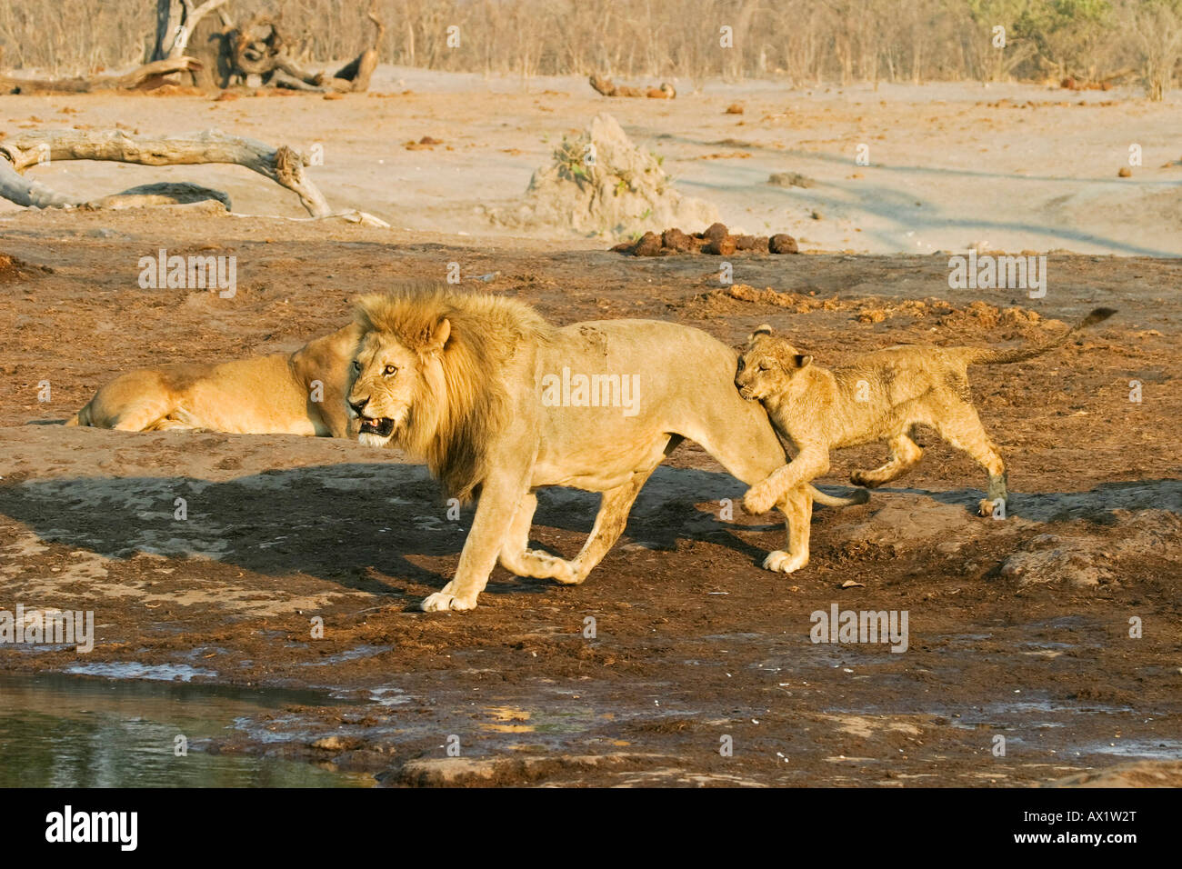 Male lion (Panthera leo) with playing cup, Savuti, Chobe Nationalpark, Botswana, Africa Stock Photo
