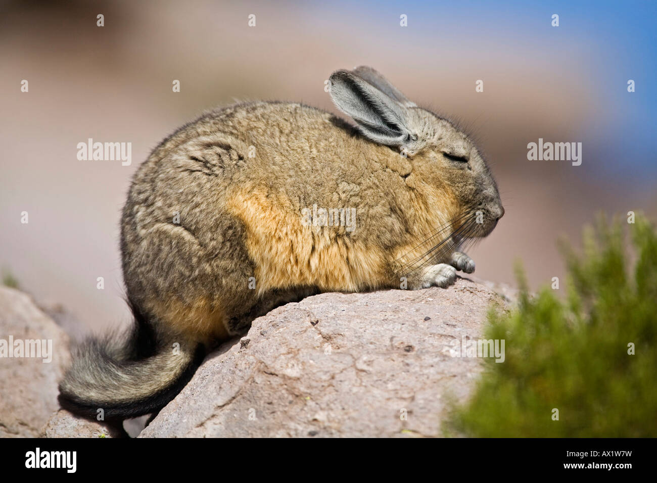 Viscacha (Lagidium) relatives from the Chinchillas at the rocks, Conaf station Las Cuevas, national park Lauca, Chile, South Am Stock Photo