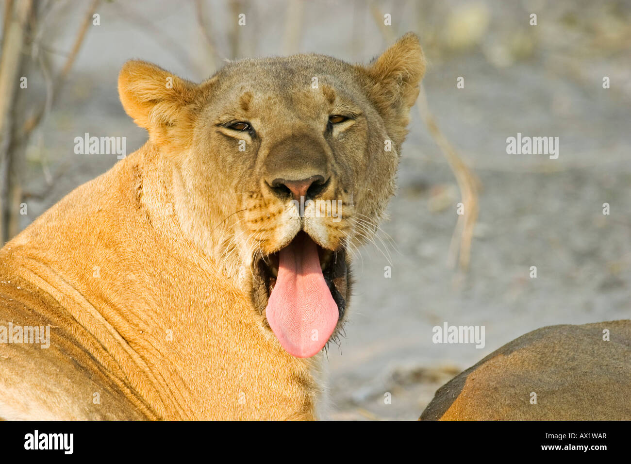 Yawning lioness (Panthera leo), Savuti, Chobe National Park, Botswana, Africa Stock Photo