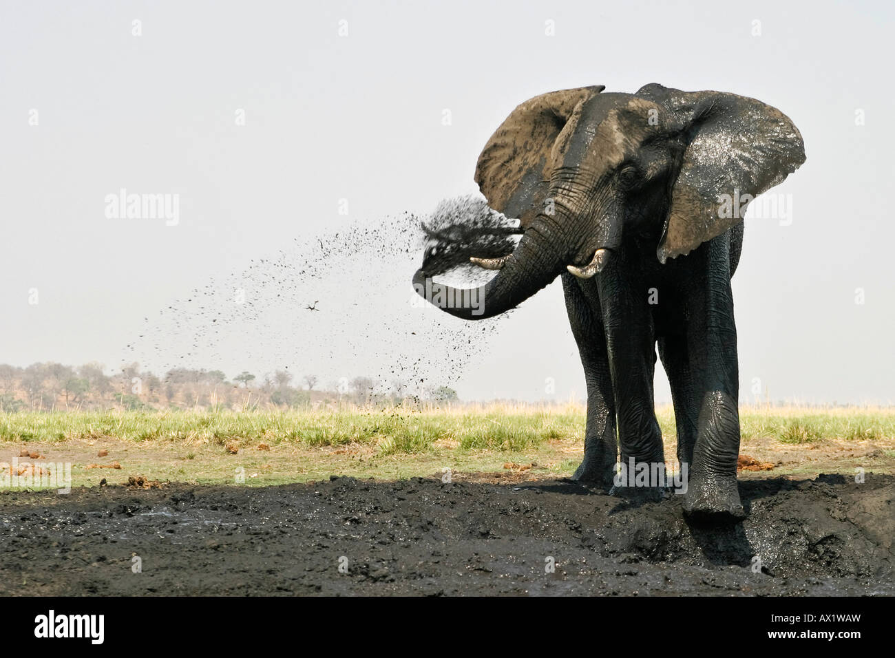 African elephant (Loxodonta africana) takes a mud bath, Chobe National Park, Botswana, Africa Stock Photo