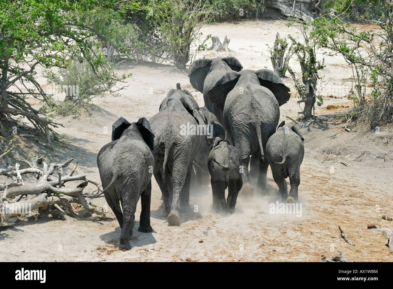 African elephants (Loxodonta africana) run away, Chobe River Front, Chobe National Park, Botswana, Africa Stock Photo