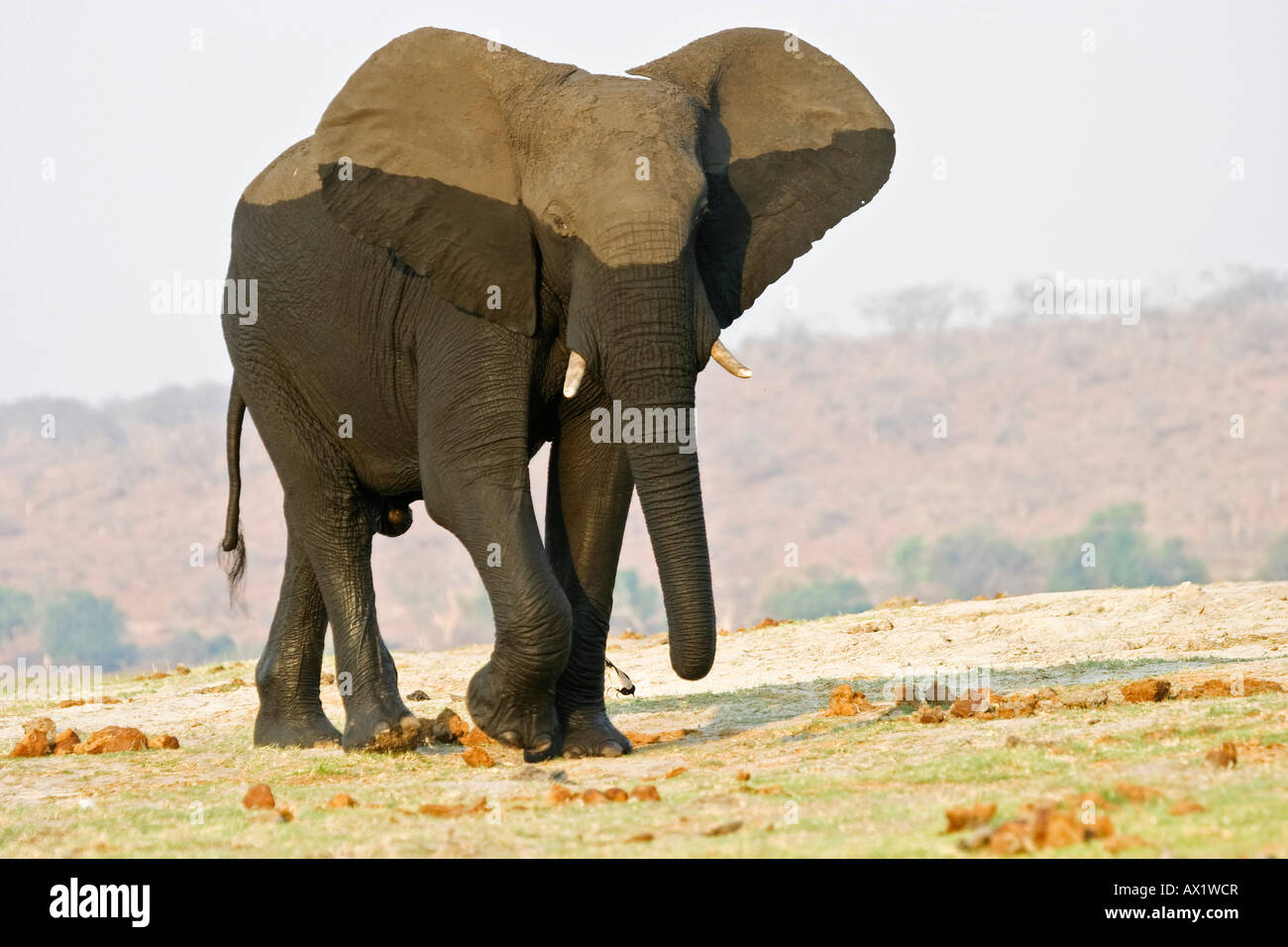 African elephant (Loxodonta africana), Chobe National Park, Botswana, Africa Stock Photo