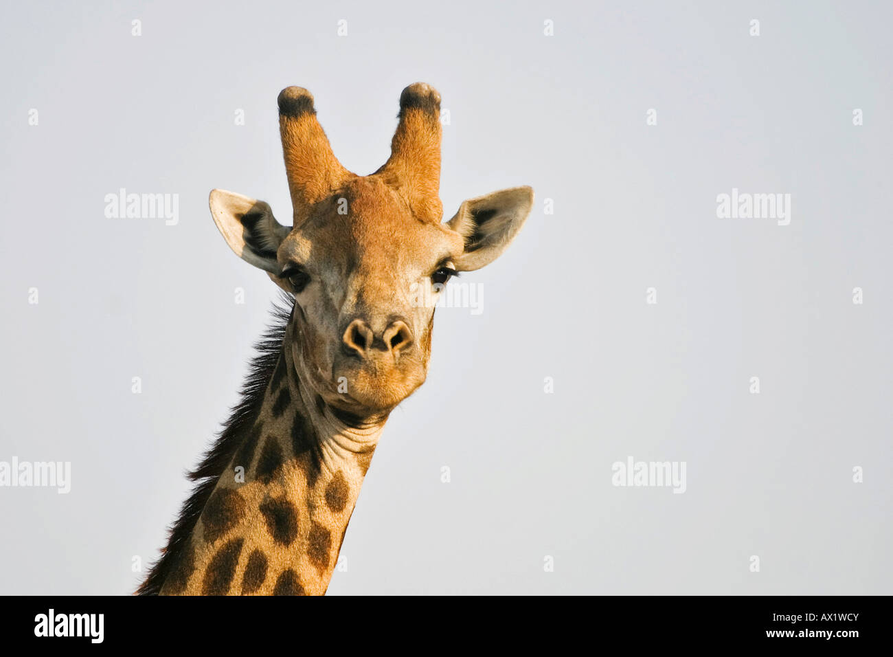 Giraffe (Giraffa camelopardalis) Chobe National Park, Botswana, Africa Stock Photo