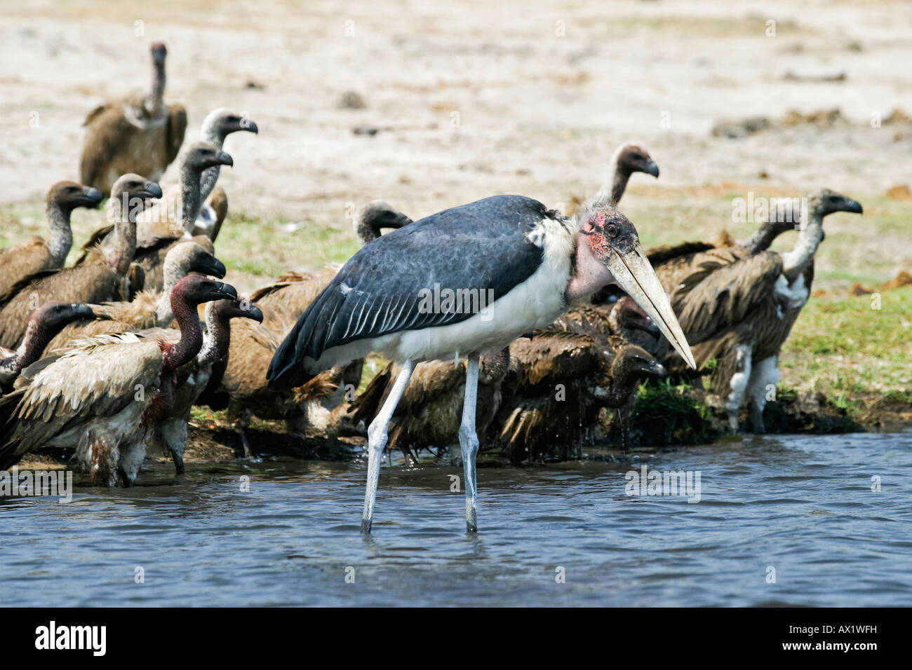 Drinking Cape Griffons or Cape Vultures (Gyps coprotheres) and a Marabou Stork (Leptoptilos crumeniferus), Chobe River, Chobe N Stock Photo