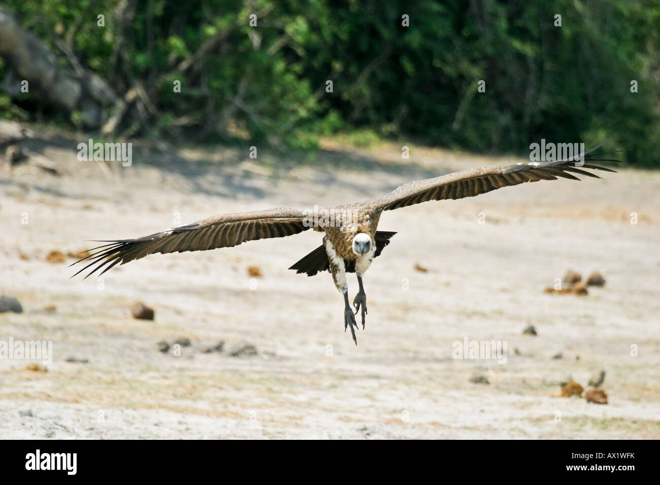 Landing Cape Griffon or Cape Vulture (Gyps coprotheres), Chobe River, Chobe National Park, Botswana, Africa Stock Photo