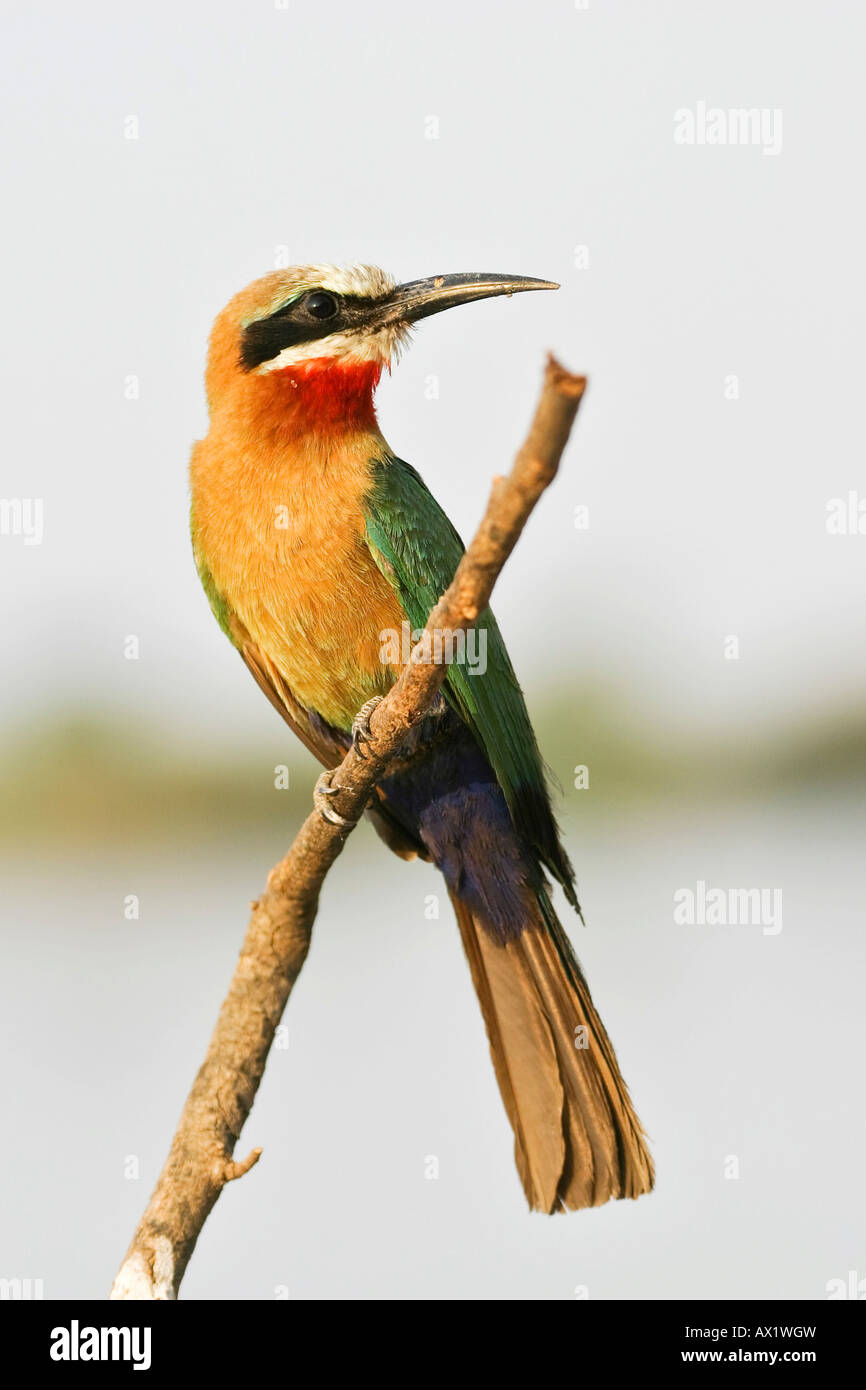 White-fronted Bee-eater (Merops bullockoides), Zambezi or Zambesi River, Namibia, Africa Stock Photo