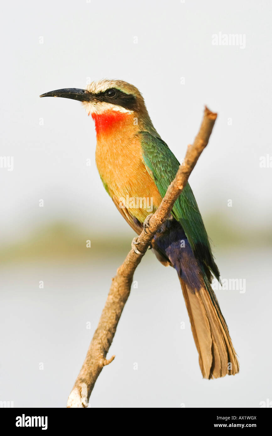 White-fronted Bee-eater (Merops bullockoides), Zambezi or Zambesi River, Namibia, Africa Stock Photo