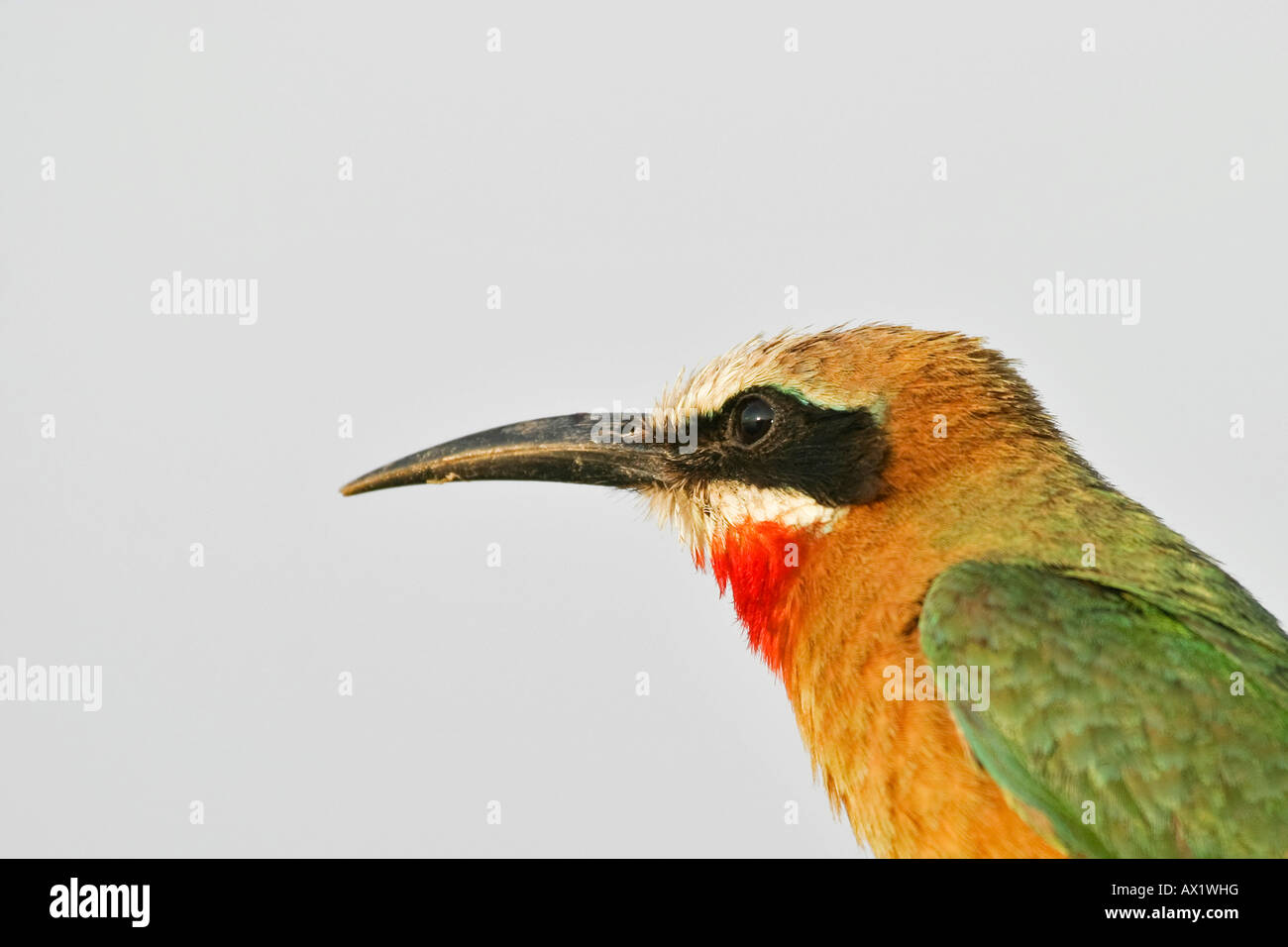 White-fronted Bee-eater (Merops bullockoides), Zambezi or Zambesi River, Namibia, Africa Stock Photo