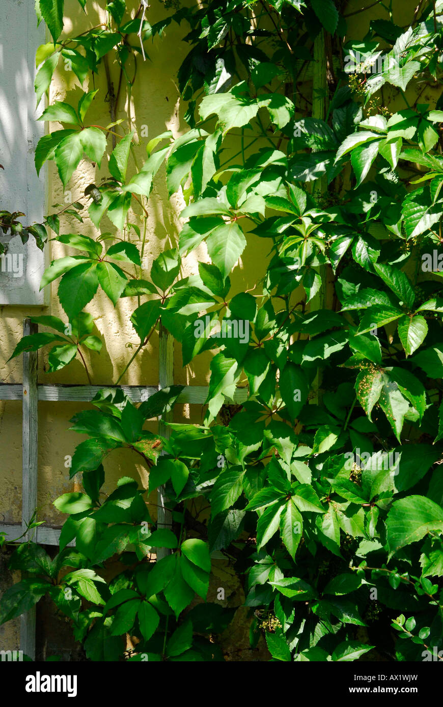 Wild vine Stock Photo