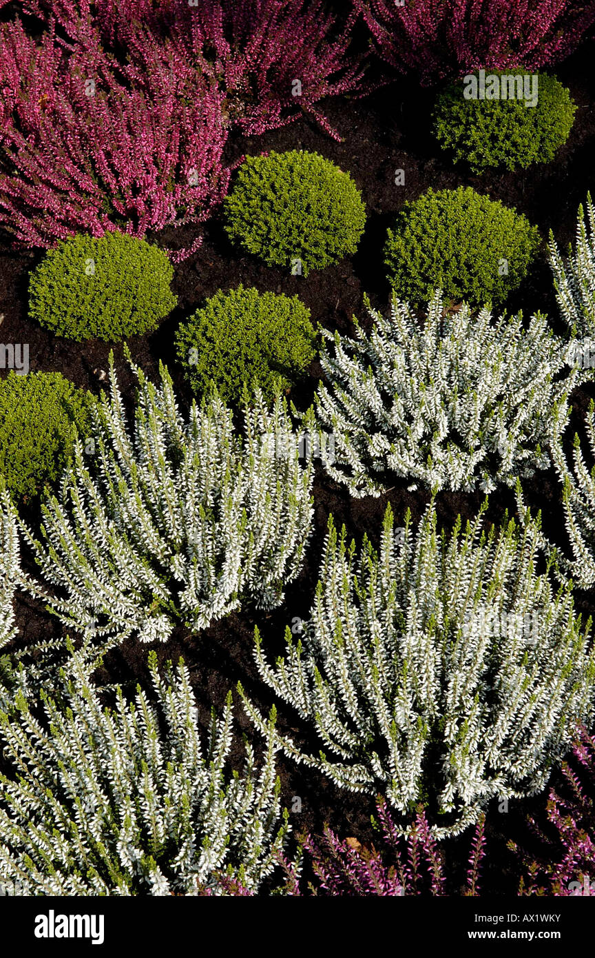 Ericaceae plants Stock Photo
