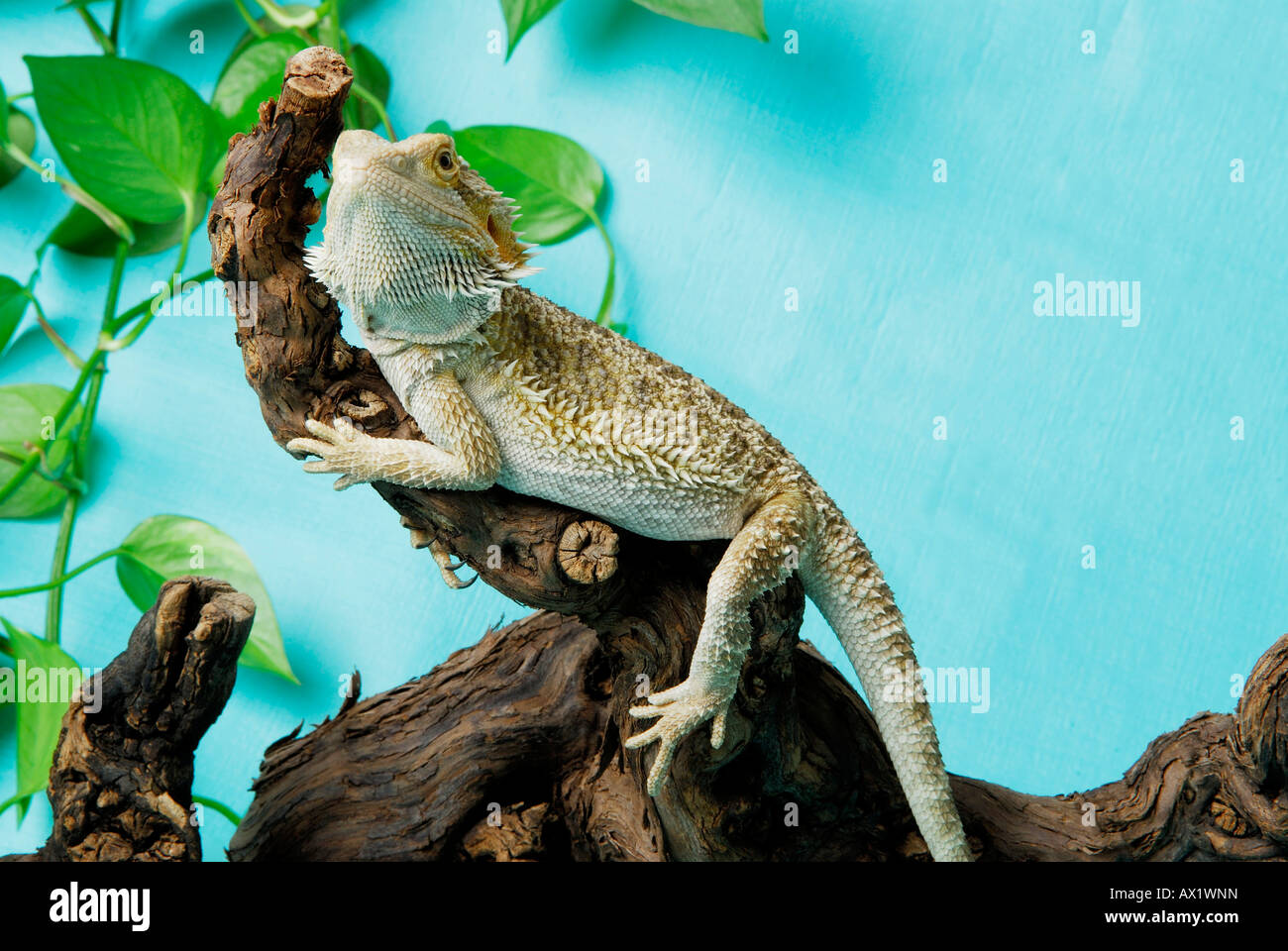 Central Bearded Dragon (Pogona vitticeps) on a branch Stock Photo Alamy