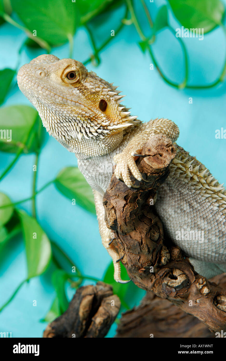Central Bearded Dragon (Pogona vitticeps) on a branch Stock Photo Alamy