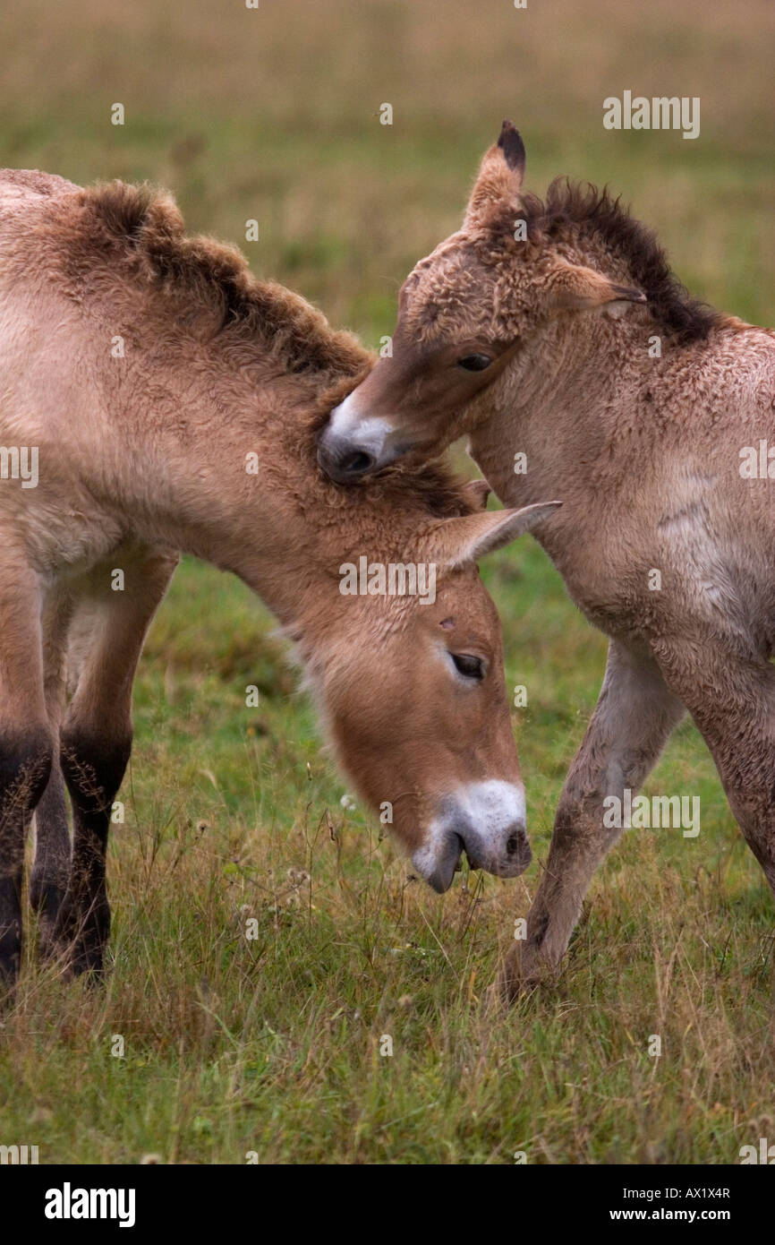 Wild Horses at play in an outdoor enclosure, Nationalpark Bayrischer Wald (Bavarian Forest National Park), Ludwigsthal, Bavaria Stock Photo