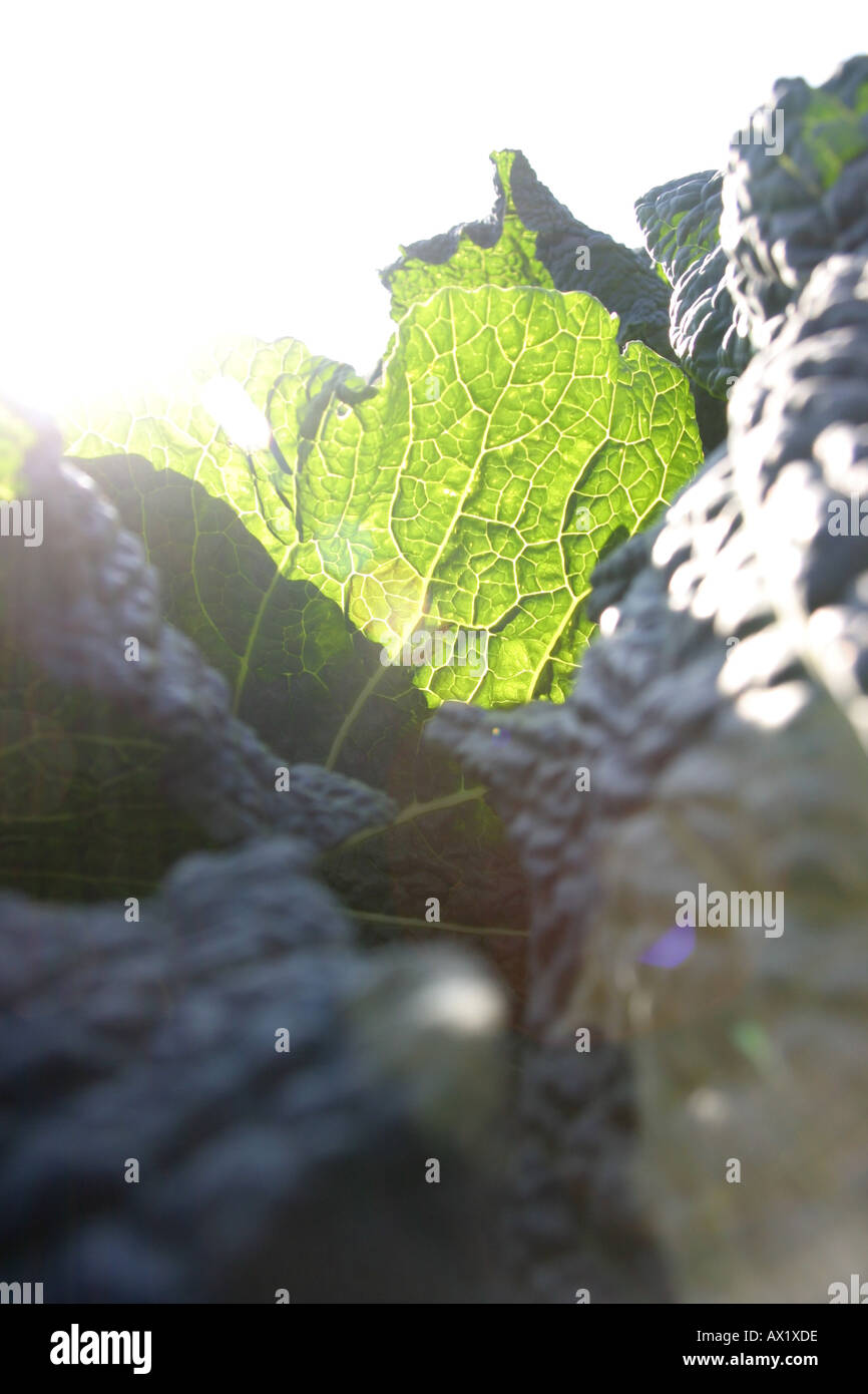 Cabbage leaf Stock Photo
