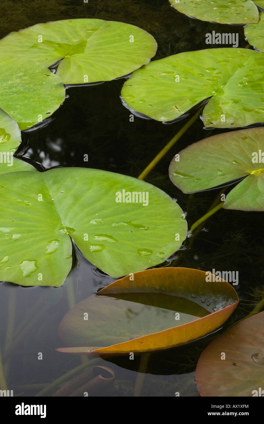 Water Lilies (Nymphaea) in a pond Stock Photo