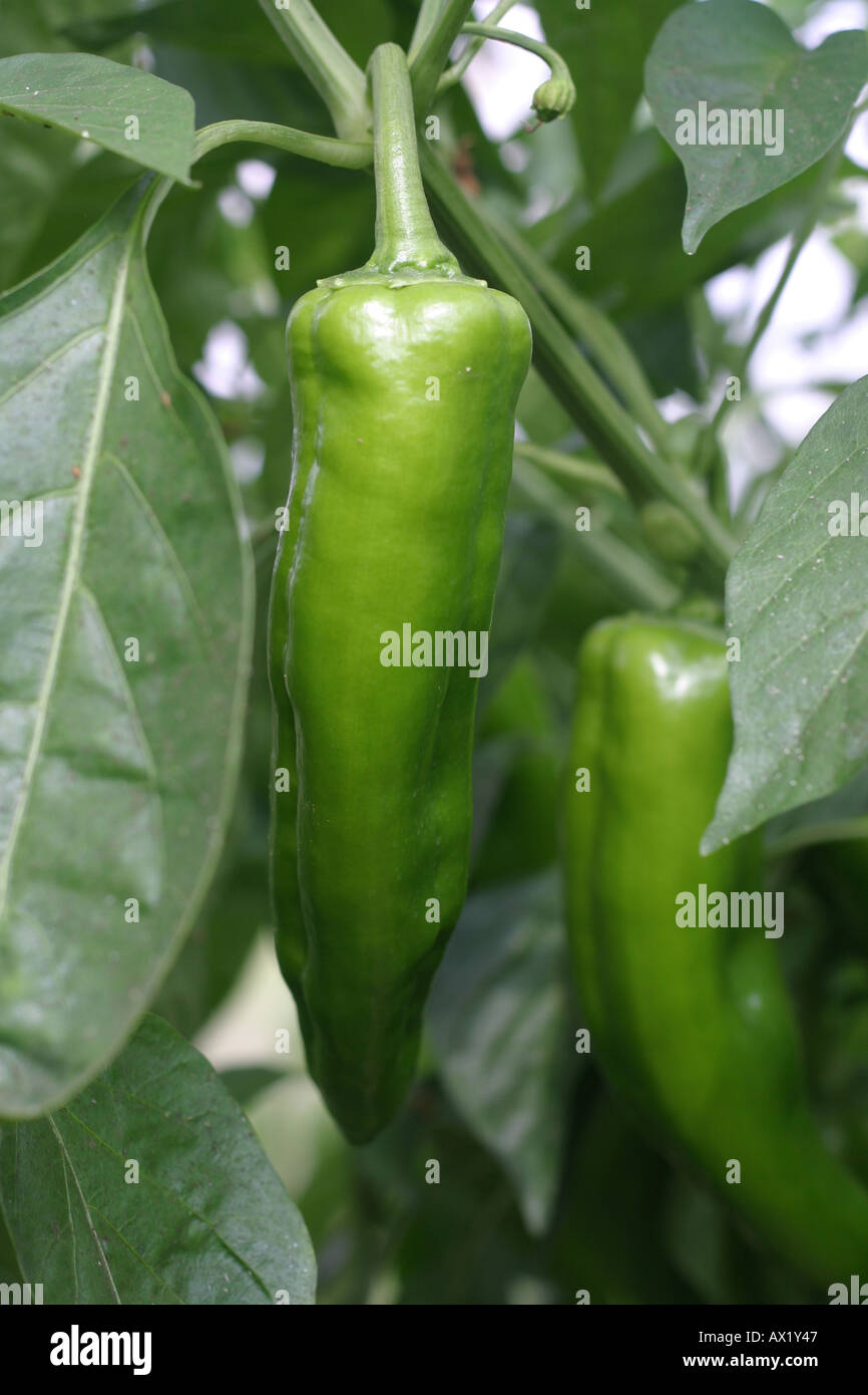 Ripened green pepper hi-res stock photography and images - Alamy