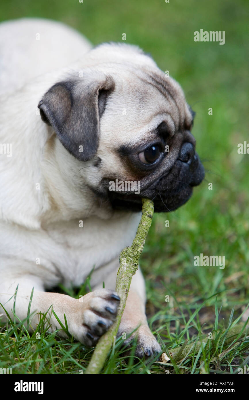 A young pug chewing a twig Stock Photo