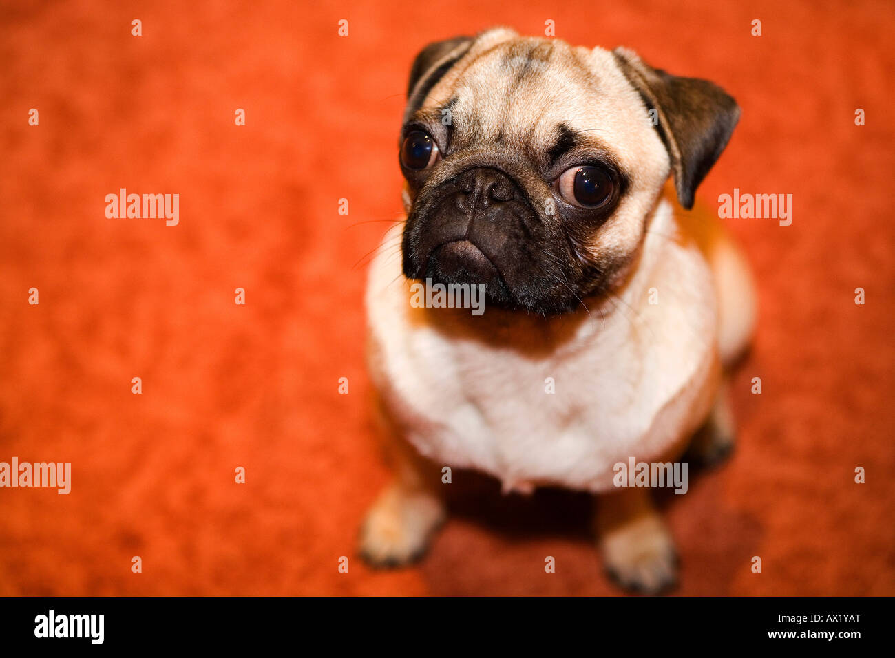 Portrait of a young pug Stock Photo