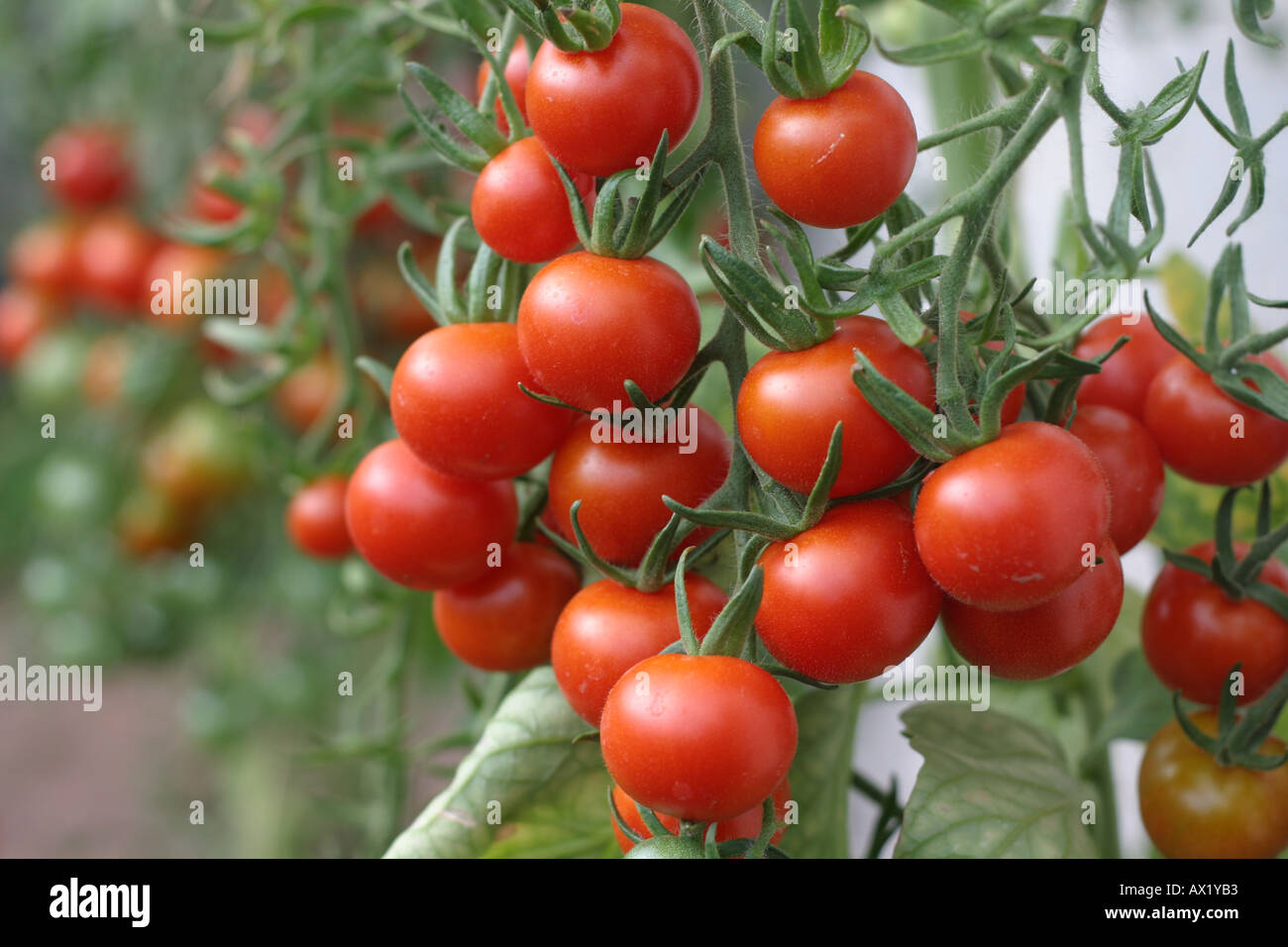 Organic vine tomatoes Stock Photo - Alamy