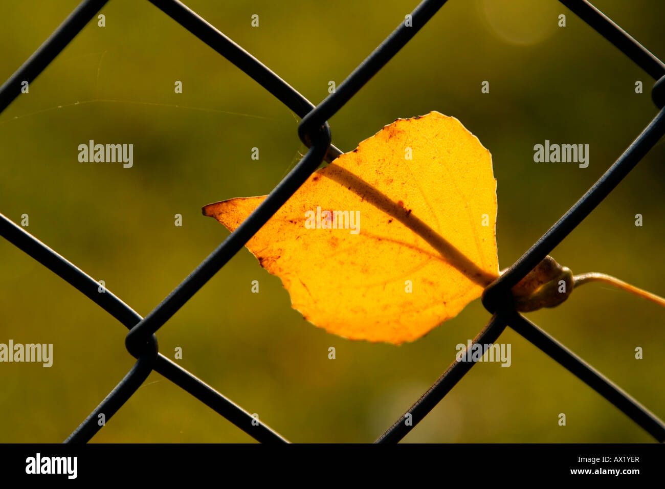 Autumn leaf caught in a chain-link fence Stock Photo
