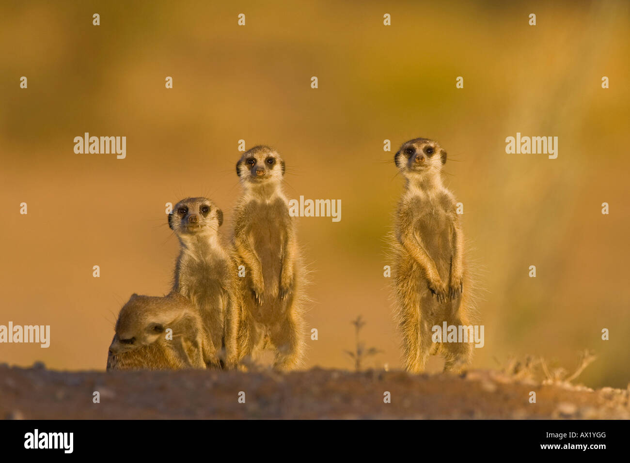 Meerkats (Suricata suricatta), Kalahari, South Africa Africa Stock Photo