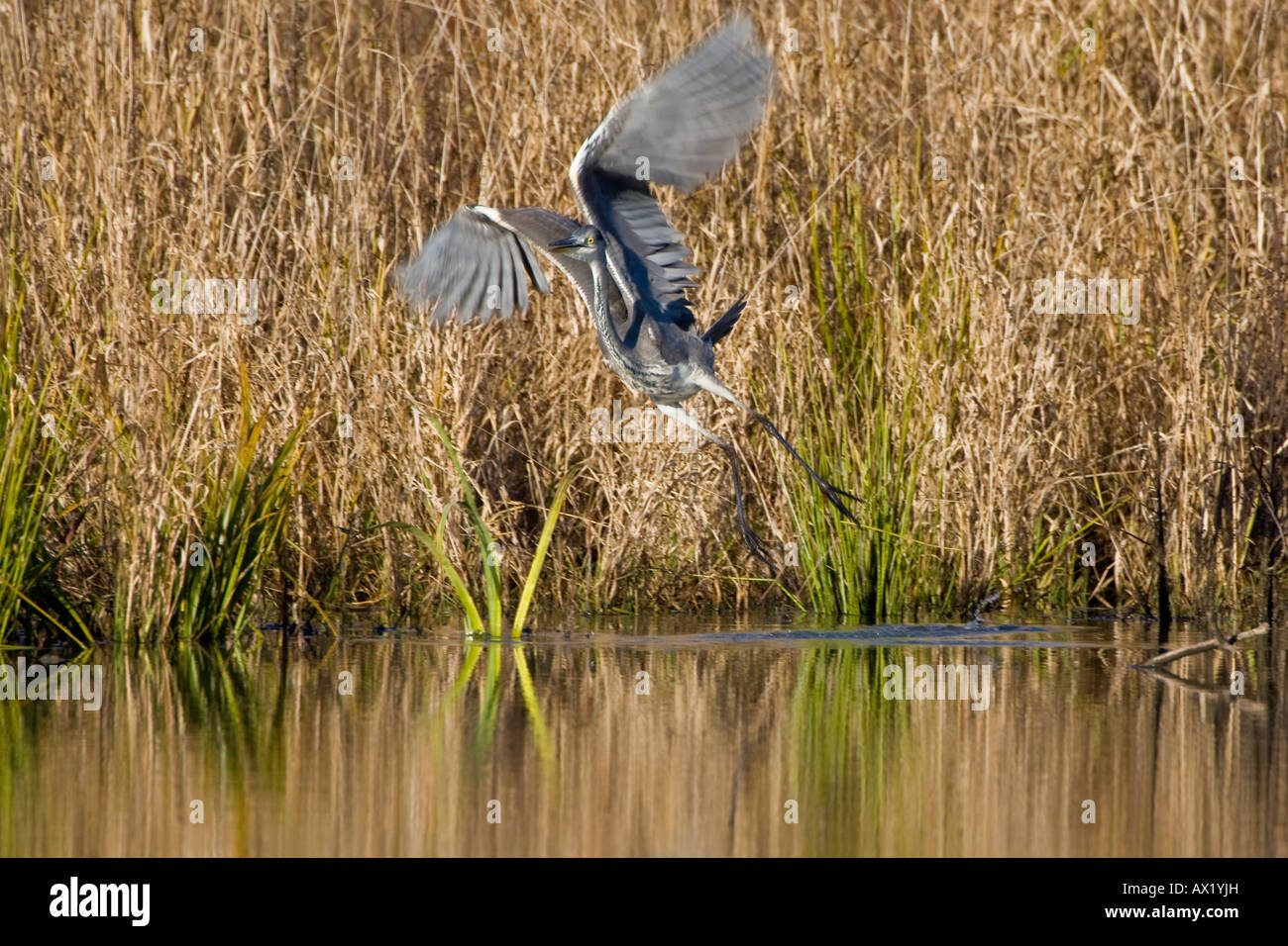 Grey Heron (Ardea Cinerea) Stock Photo