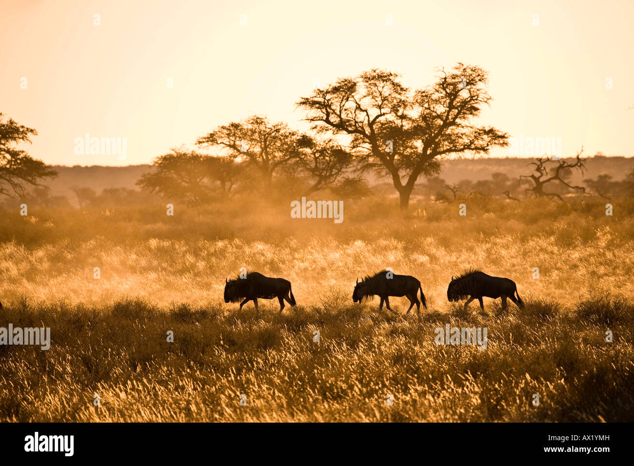 Herd of Wildebeests (Connochaetes) at sunset, South Africa, Africa Stock Photo