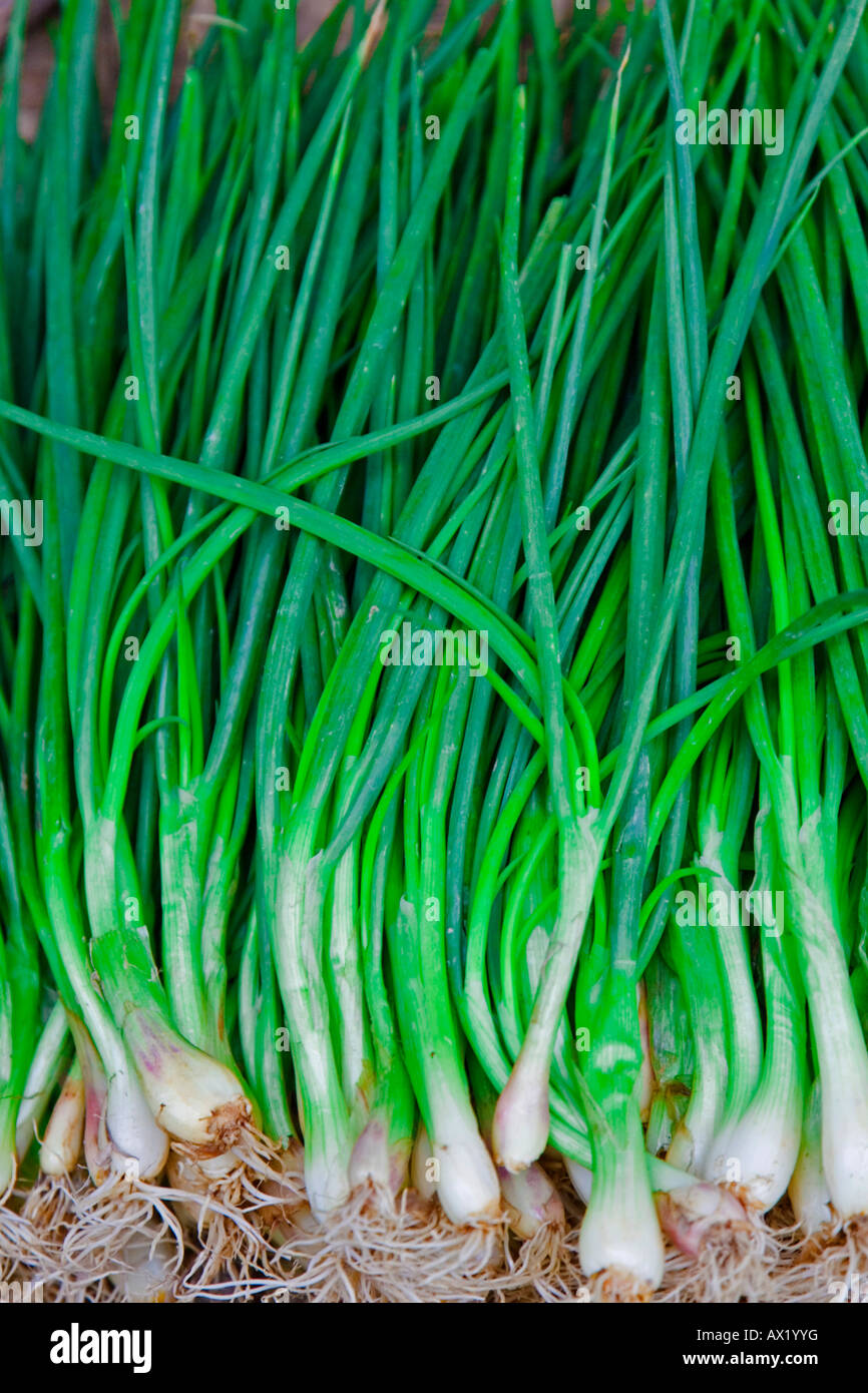 Spring Onions, Green Onions, Scallions (Allium fistulosum), closeup Stock Photo