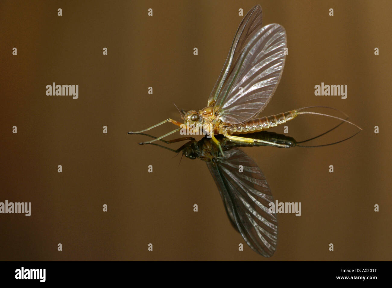 Mayfly (Ephoron virgo) Stock Photo