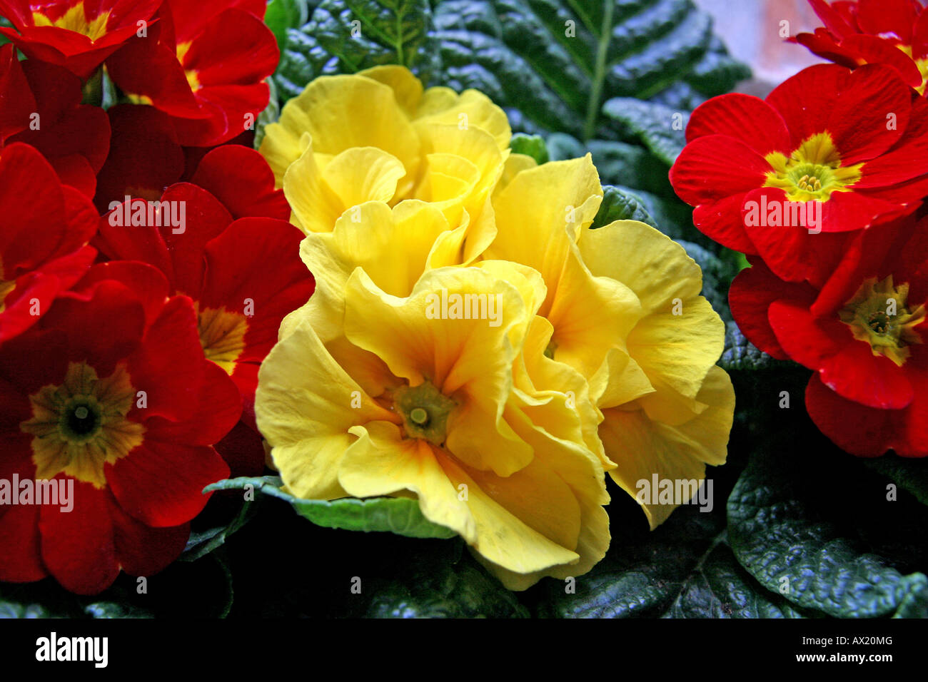 Primrose (Primula) Stock Photo