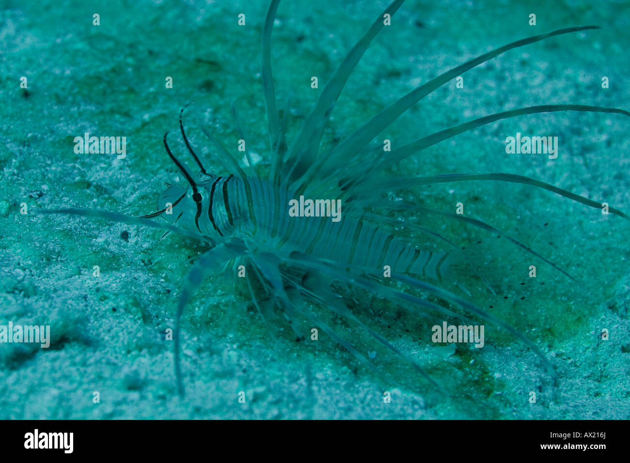 Juvenile fish hi-res stock photography and images - Alamy