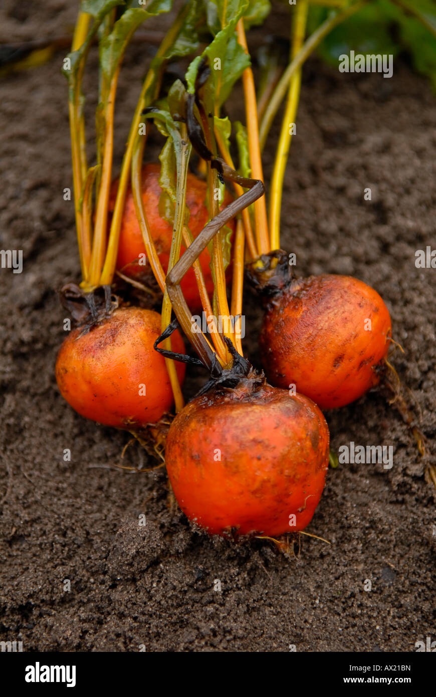 Beetroot (Beta vulgaris), Lollipop mix, freshly harvested Stock Photo