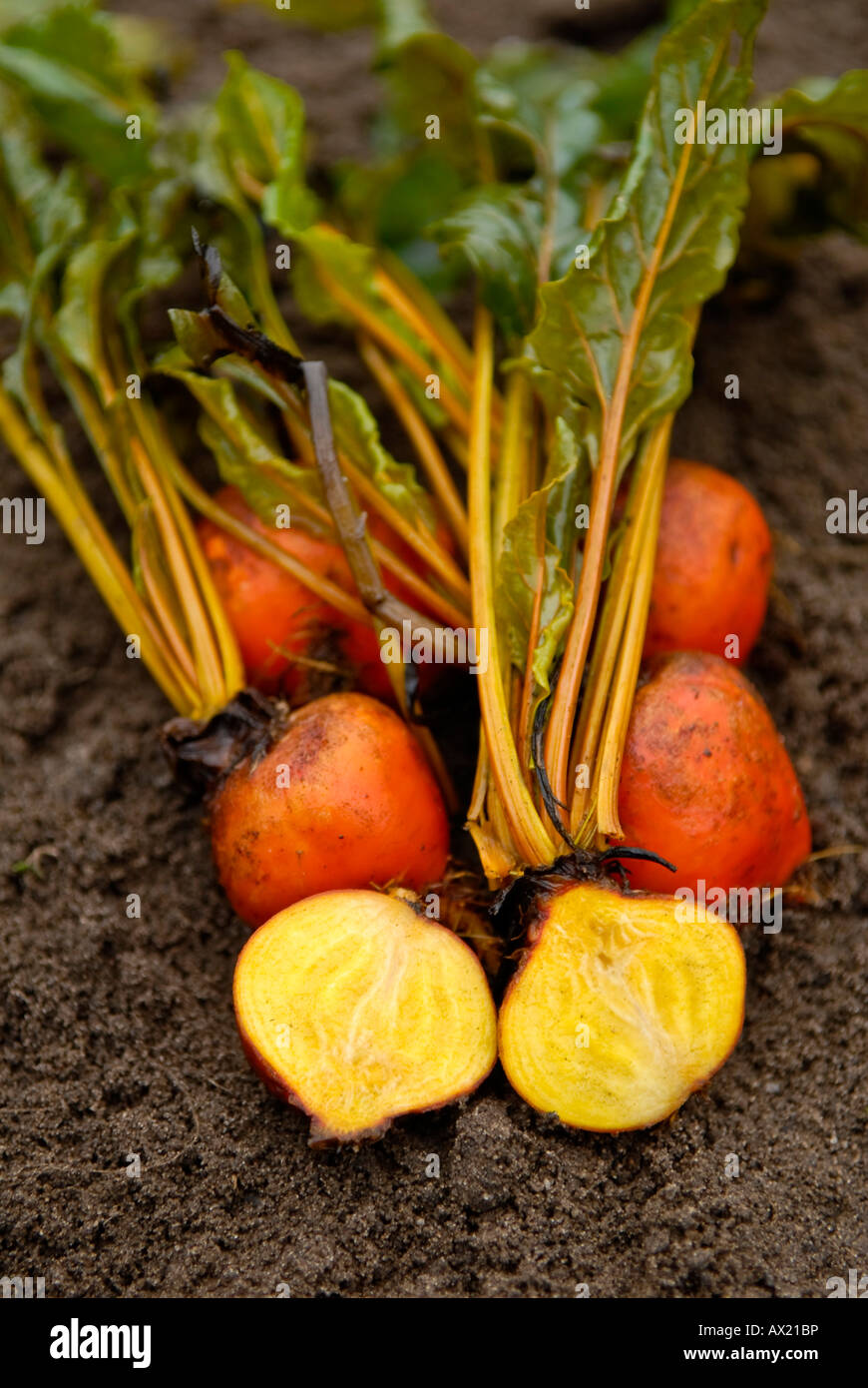 Beetroot (Beta vulgaris), Lollipop mix, freshly harvested and cut open Stock Photo