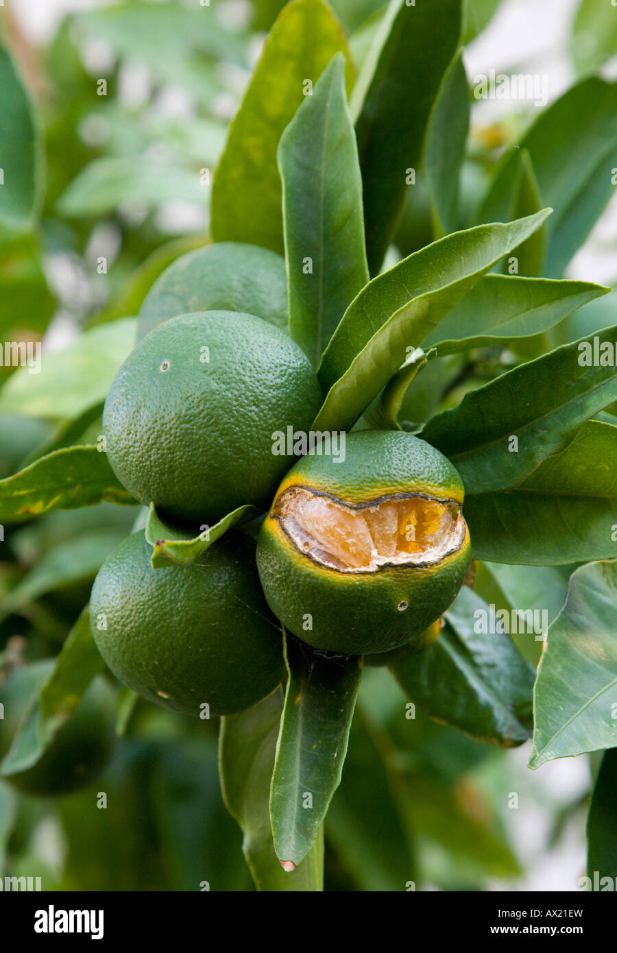 Tangerine tree, branch with verdant fruits, citrus reticulata Stock