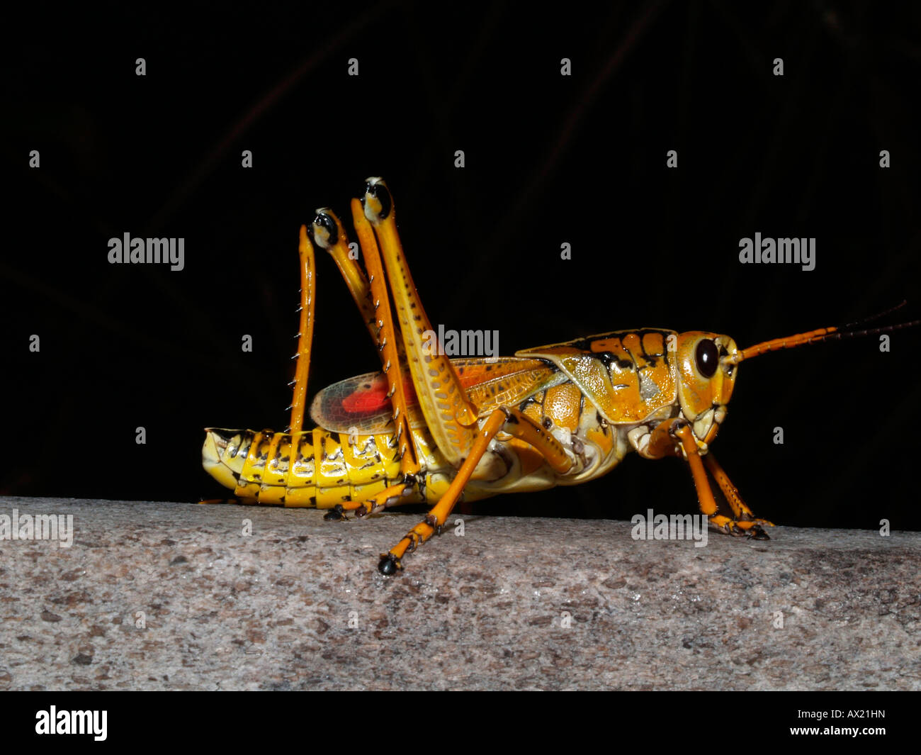 Eastern lubber grasshopper (Romalea guttata) Stock Photo