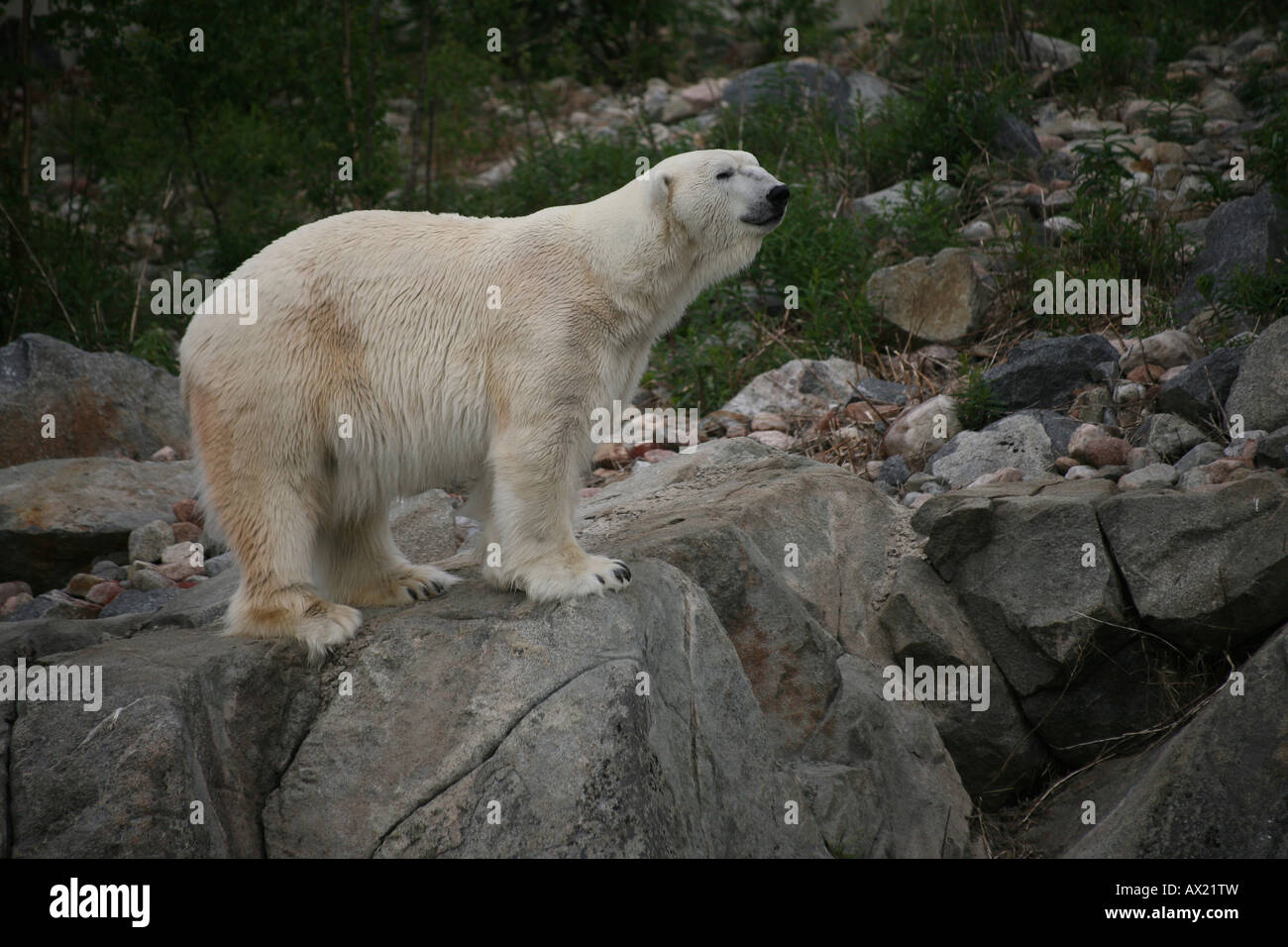 Polar bear (Ursus maritimus) on rocks, zoo, Finland Stock Photo