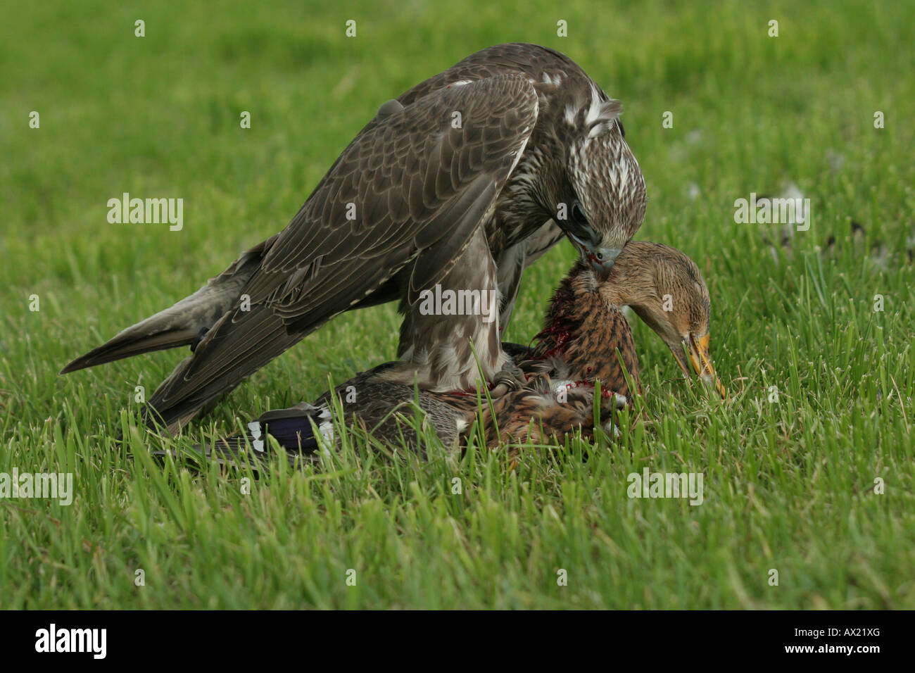 Gyr falcon with hunted mallard, Allgaeu, Germany Stock Photo