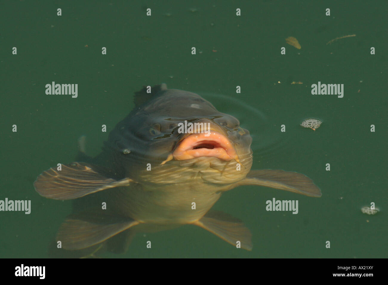 Common Carp (Cyprinus carpio) eating bread pieces at water's surface Stock Photo